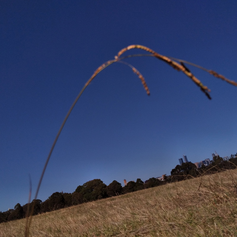 Photograph of Circular Grass Field